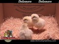 Video: Delaware (New)