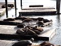 Sea Lions Sea Lions