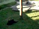 macaquinho brincalh�o