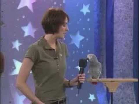 Animals Talking