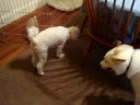 8/29/2008 Bella's First Visit with Jack, Charlie & Oliver !