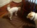 videos de 8/29/2008 Bella's First Visit with Jack, Charlie & Oliver !