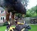 harris hawk  male  in creance training