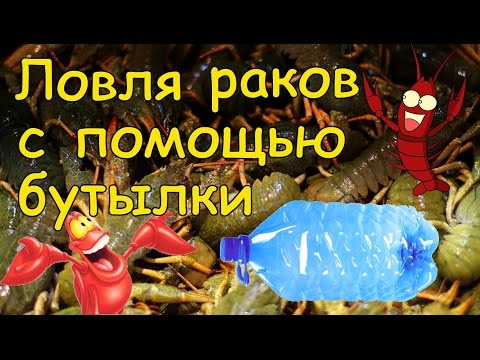 как ловить крабов ночью с фонариком как ловить крабов ночью с фонариком