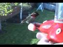 Male Anna's Hummingbird resting on my finger!