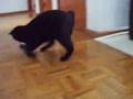 videos de 綿棒　Q-Tip