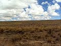 Travel Peru For Less - Vicu�a spotting in Nazca, Peru