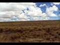 Travel Peru For Less - Vicuña spotting in Nazca, Peru