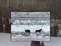 Bailando con Lobos