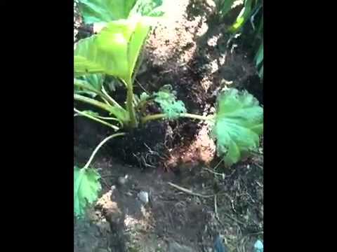 how to transplant gunnera