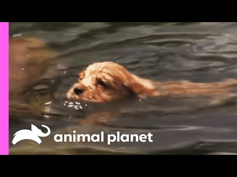 Learning To Swim Like Dad