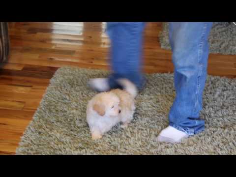 Laramie Handsome Little Maltipoo Boy!