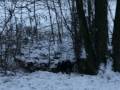 videos de zébulon dans la neige