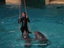 Dolfinarium Harderwijk 14 augustus