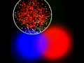 European Conference on Artificial Life 10 Chemo-ethology of an Adaptive Protocell