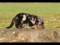 Beauceron du Fond des Camps - Chiots de Voltane du Murier de Sordeille et Balto