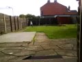 Shih Tzu Running
