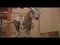 Roboraptor Attacks!
