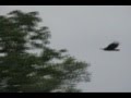 R/C Turkey Vulture Flying With Real Vultures