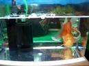oranda-goldfish-in-action.html