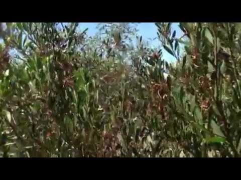 how to harvest wattle seeds