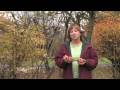 Tree &amp; Plant Care : How to Grow Apple Trees