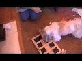 Shih tzu dog, SOPHIE CAN'T WAIT 'TIL CHRISTMAS to open her present