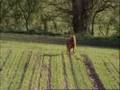 Victoria Coren on Gun Dogs (Featuring Philippa Williams)