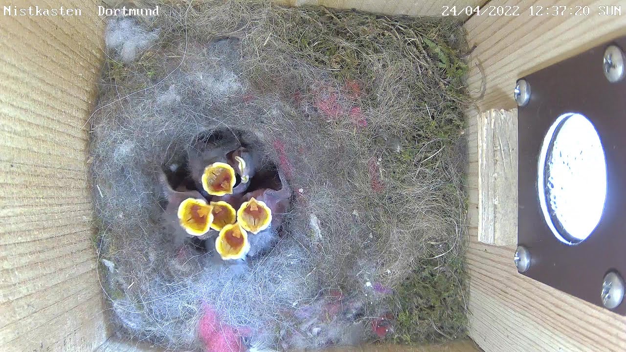 Den Küken geht es gut - Tag 6 | 24.04.2022