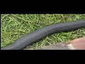 Black Spitting cobra
