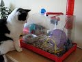 Flippie en De Muisjes Deel I