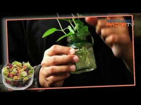 how to grow plants in hdb