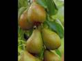 Falobst - Birnbaum