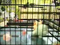 farm animal cage fighting