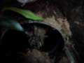 videos de Lasiodora Klugi