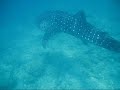 requin baleine aux maldives