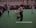 Crufts 2008 Golden Veteran Dog