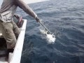 Pêche d\ Pêche d\