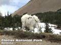 Mountain Goat