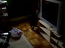 Two Cats Fight While I Have A Terrible Conversation On Phone