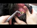 videos de DS Grooming tooth scaling