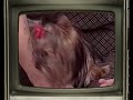 La TV CualCerda (Ep.5)