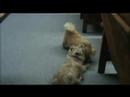 Tostie\
