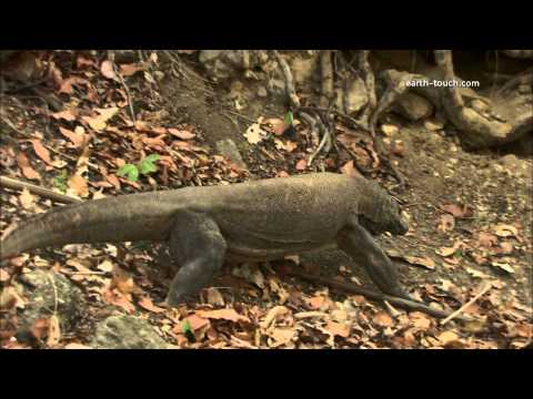 how to treat komodo dragon bite