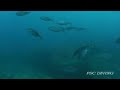 Okinoshima Diving(????????????????