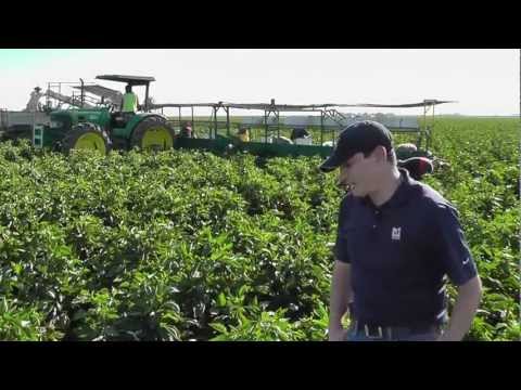 how to harvest bell peppers