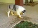 Phantom tentando se refrescar!