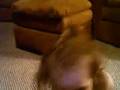 Jalena Dancing