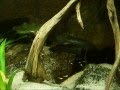 Lamprologus congoesis