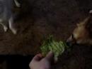 Vegetarian Dogs